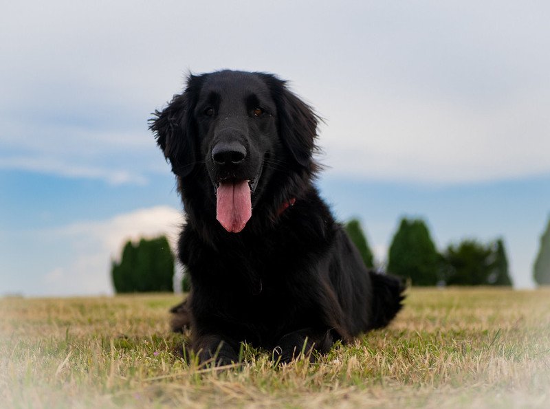 Flat-Coated Retriever