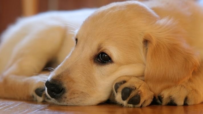 Golden Retriever lonely