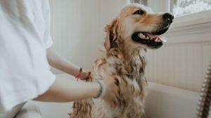 View of Golden Retriever Coat Stages [EXPLAINED] - Retriever Paws