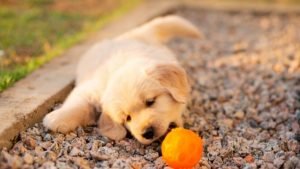 Golden retriever puppy playing with chew toy