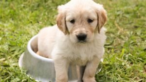 Best dog food for golden retriever puppies and adults
