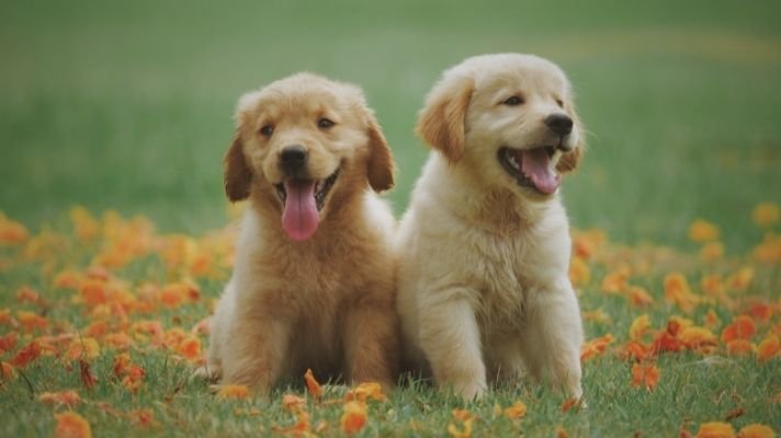 Happy adorable golden retriever puppies