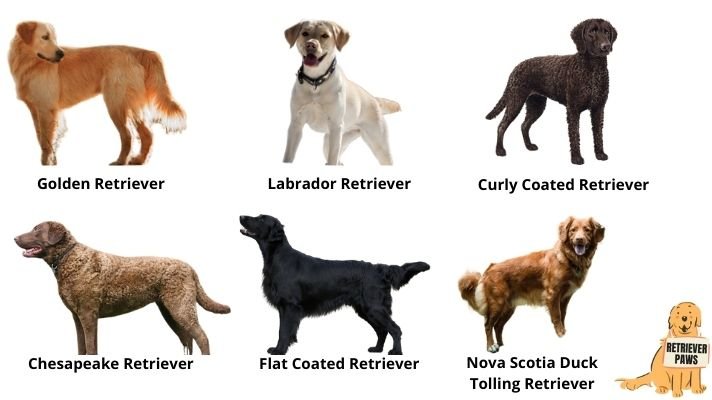 Types of retriever dogs with pictures