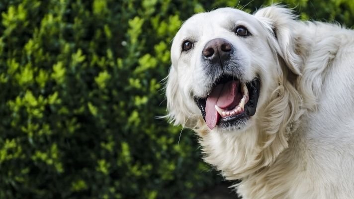 Why golden retrievers need chew toys