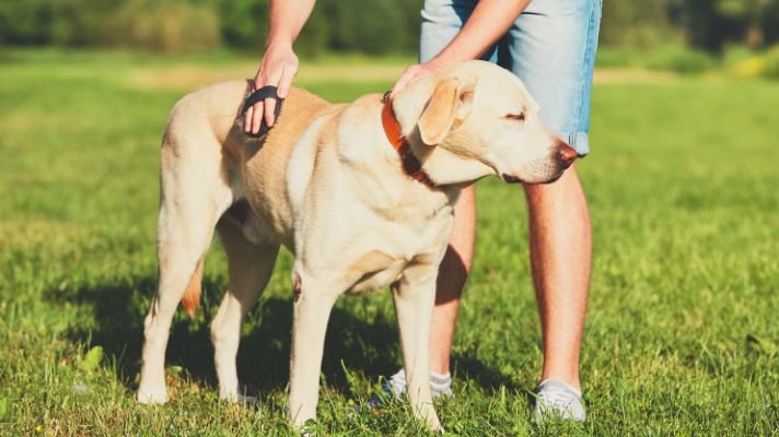 Best brushes for labrador retriever