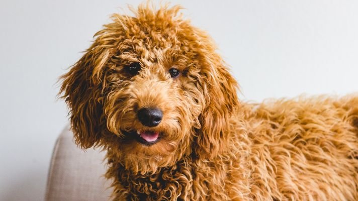Cute golden retriever poodle mix dog