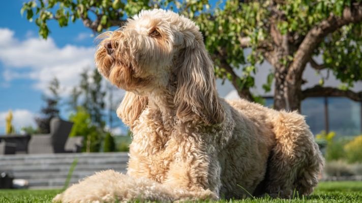 Golden retriever poodle mix 