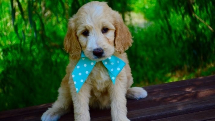 Goldendoodle