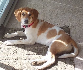 Golden retriever beagle mix