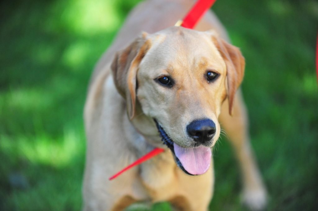 Golden retriever Labrador retriever mix dog