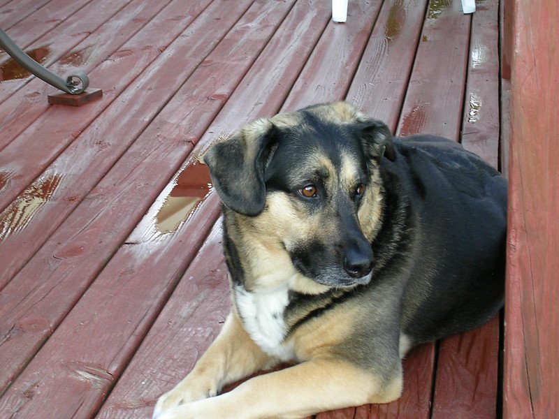 German Sheprador dog