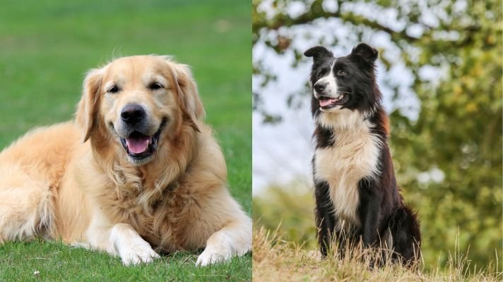 Golden retriever border collie mix gollie