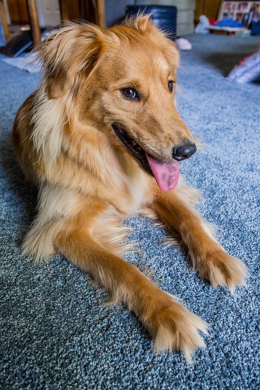 golden retriever collie cross Gollie dog