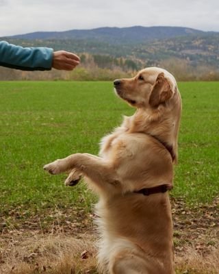 golden retriever training