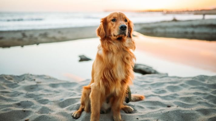 Traveling with a golden retriever dog