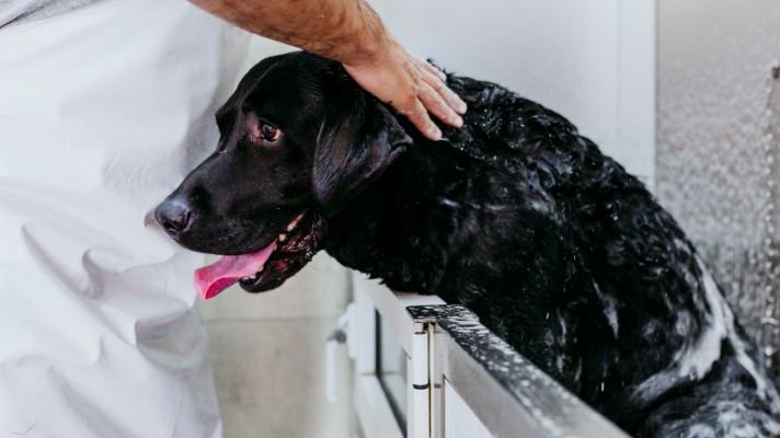professional groomer providing a bathe to black labrador