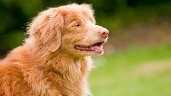 Duck tolling retriever pup