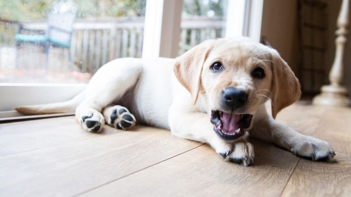 Do labrador retrievers bark at strangers