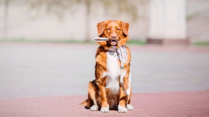 Toller dog holding leash