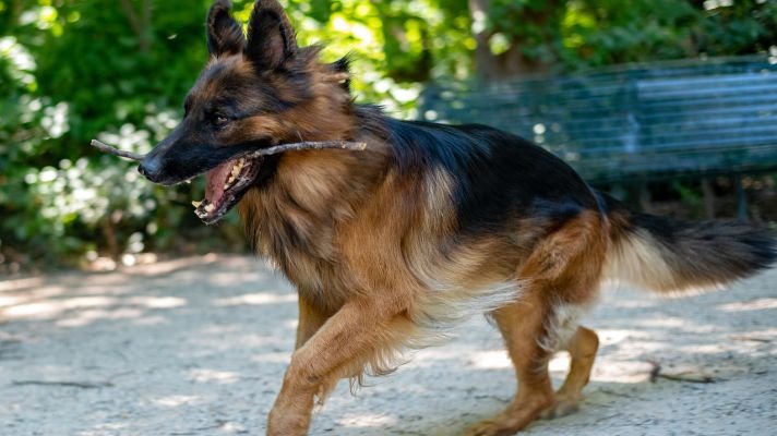German shepherd puppy running