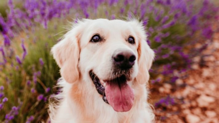 cream golden retriever dog in nature