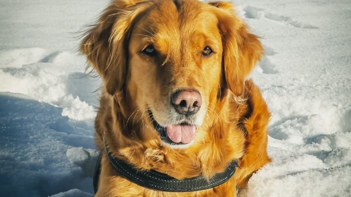 best dog brushes for golden retrievers