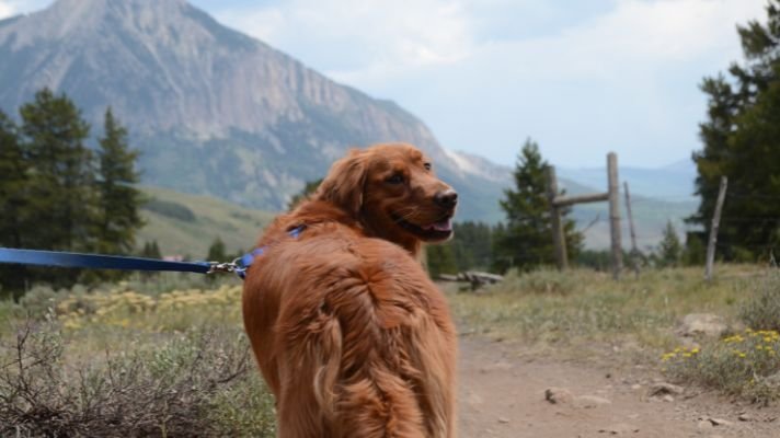 Are golden retrievers good hiking dogs