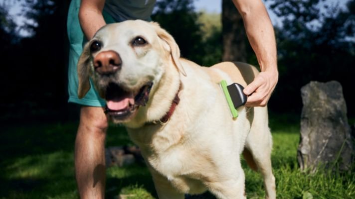 labrador retriever brushing for coat care