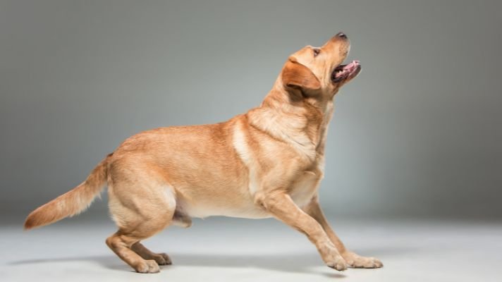how to stop a Labrador dog from barking excessively