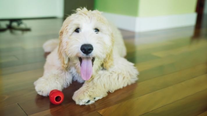 Labradoodle dog playing with toy