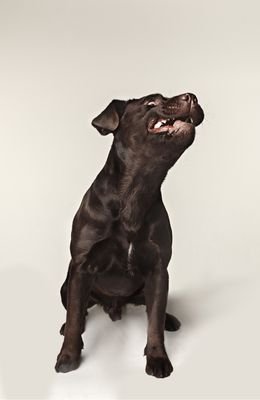 labrador dog excited and energetic