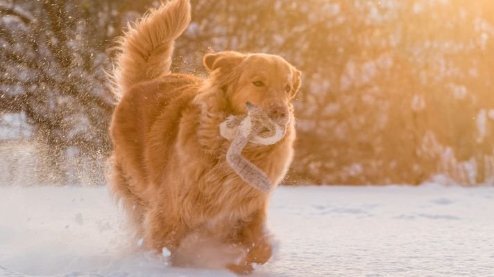 What Temperature is Too Cold for Golden Retrievers