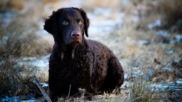 Are curly coated retrievers hypoallergenic