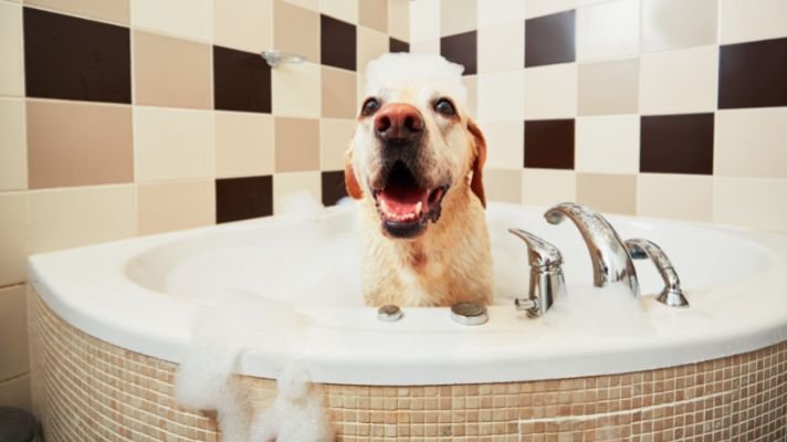 Bathing a Labrador retriever dog