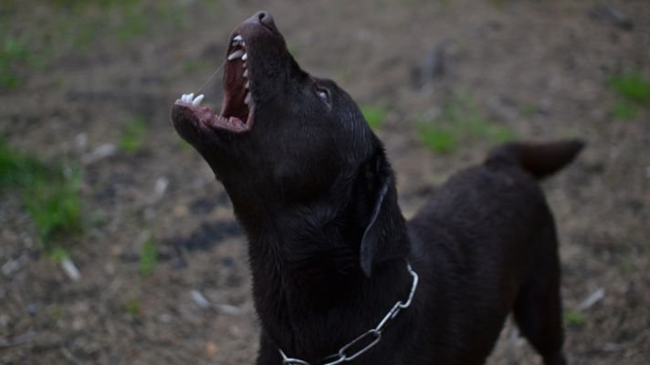 Are Labradors good guard dogs