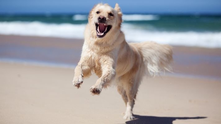 Best golden retriever mix breeds