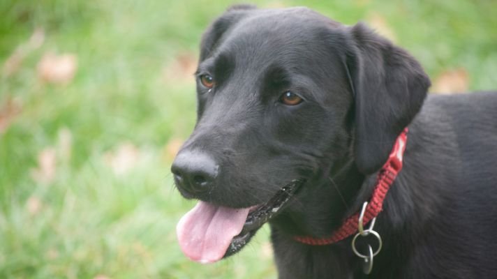 Flat-coated retriever dog