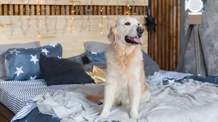 Golden retriever dog sitting on the bed