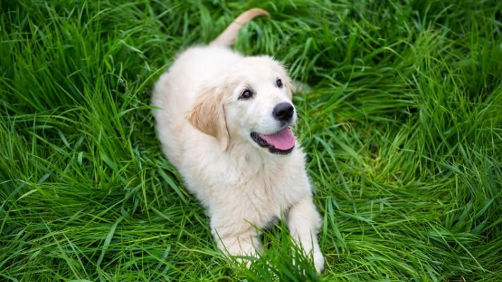 Golden retriever puppy in grass