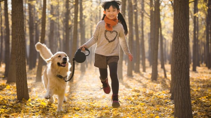 Golden retriever dog running with a girl