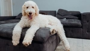 Labradoodle dog sitting on the sofa