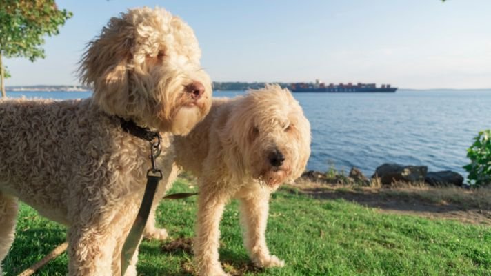 Labradoodles in the park