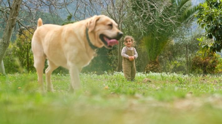 Labrador retriever with a little girl