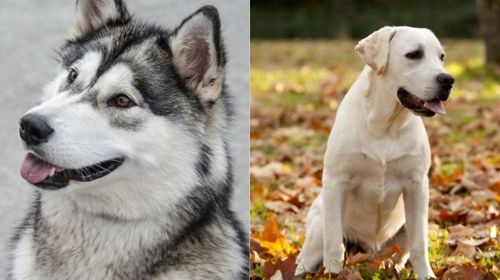 Alaskan Malamute Labrador Retriever mix dog Malador