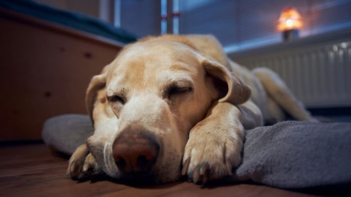 lab dog sleeping