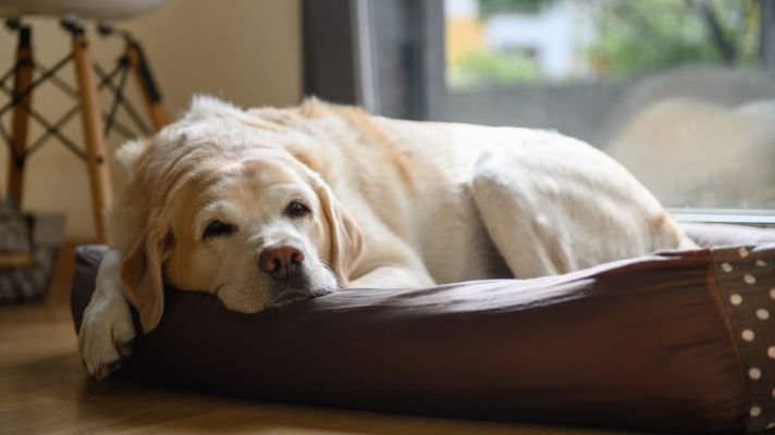 Labrador sleeping on dog bed