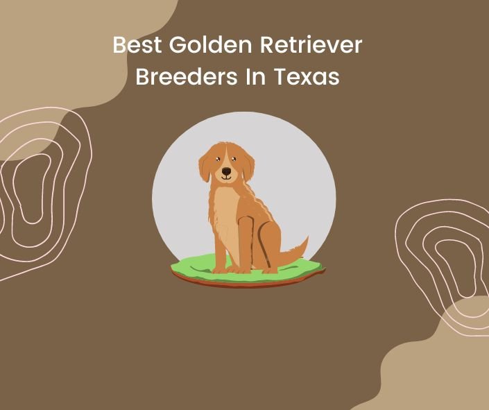 Best Golden Retriever Breeders In Texas