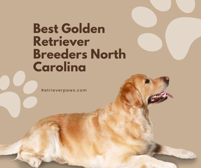 Best Golden Retriever Breeders North Carolina