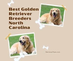 Best Golden Retriever Breeders North Carolina