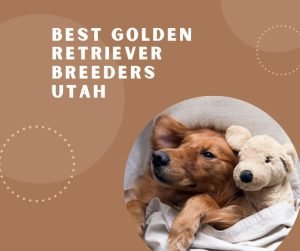 Best Golden Retriever Breeders Utah
